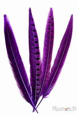 Feldfasan - 20-30 cm - aubergine